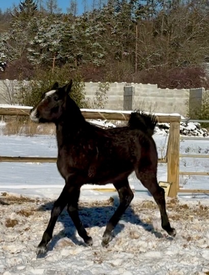 Lusitano hřebec PSL drezurní linie 🇵🇹