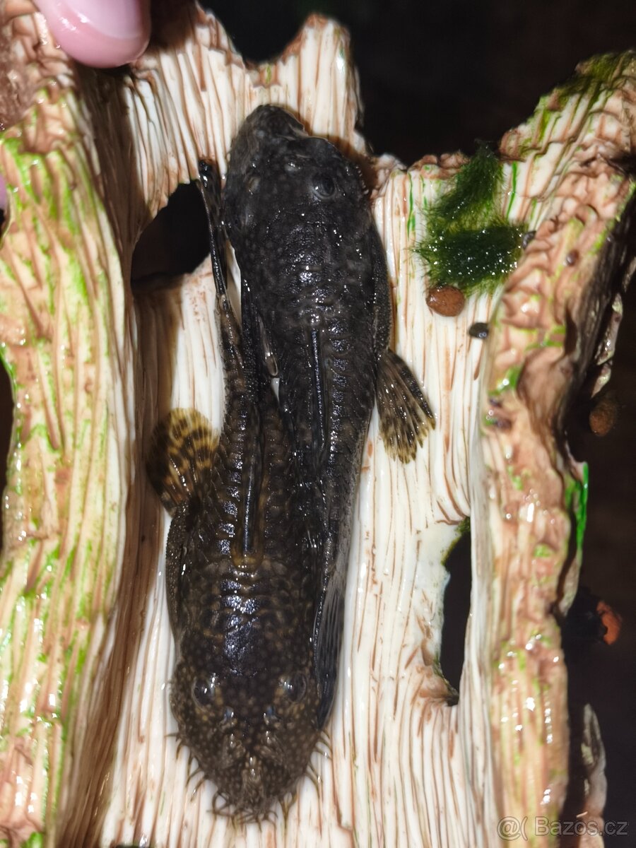 Prodám 2 Ancistruse