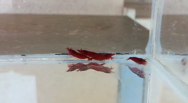 Prodej krevetek a doplňků