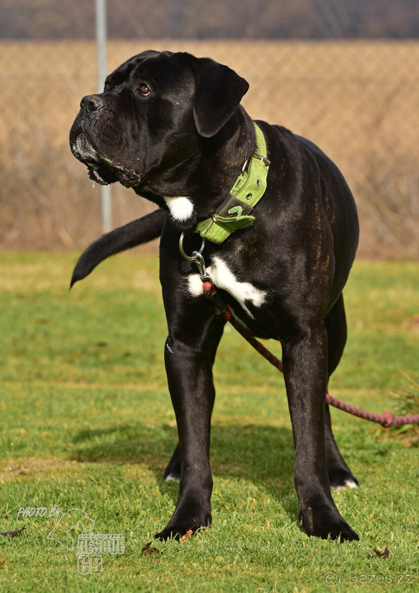Darujeme nalezeného křížence Cane Corso