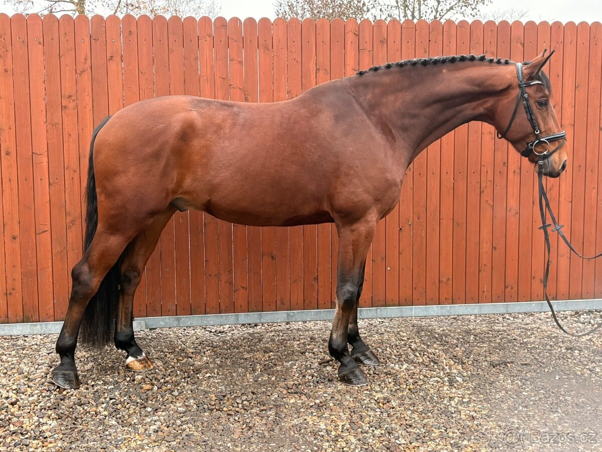 Perspektivní mladý valach pro sport i amatéry