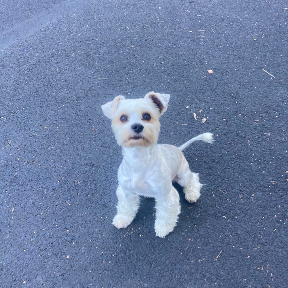 Jorkšírský teriér (biro)