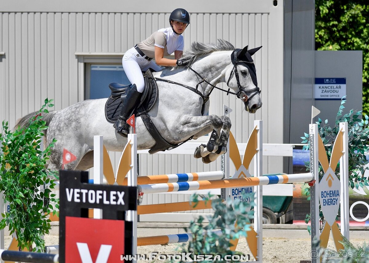 Valach do sportu na prodej