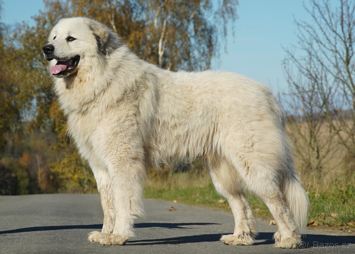 Pyrenejský horský pes - krycí pes