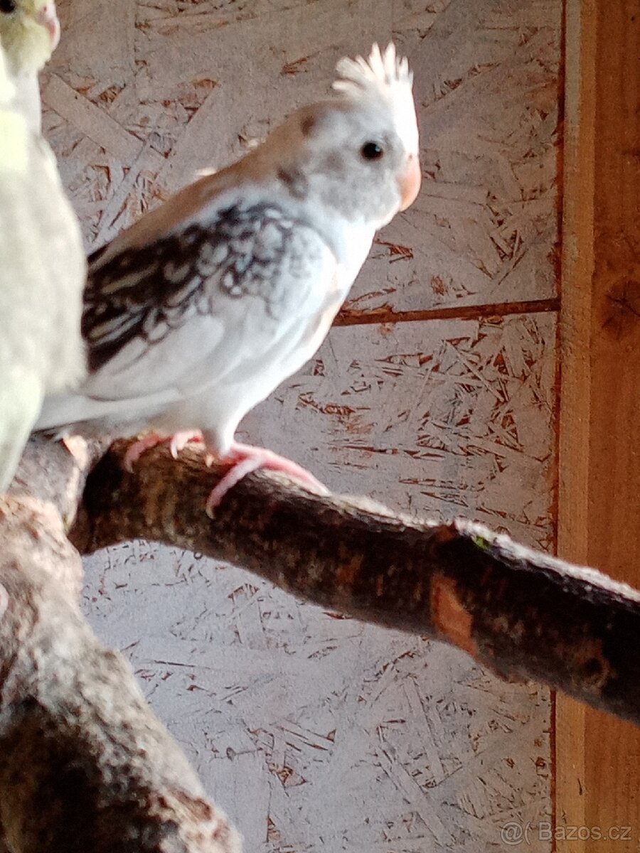 Korela chocholatá prodám