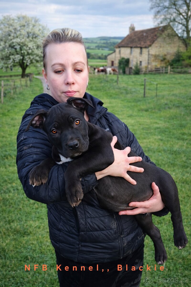 Štěně American Bully xl/xxl,,NFB ,, Blackie"