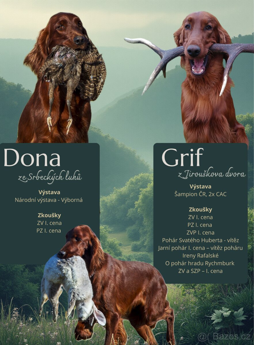 Štěňata irských setrů