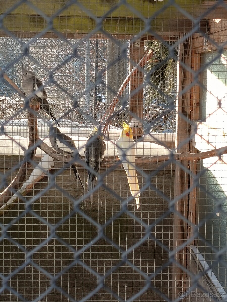 Prodám korely šedé