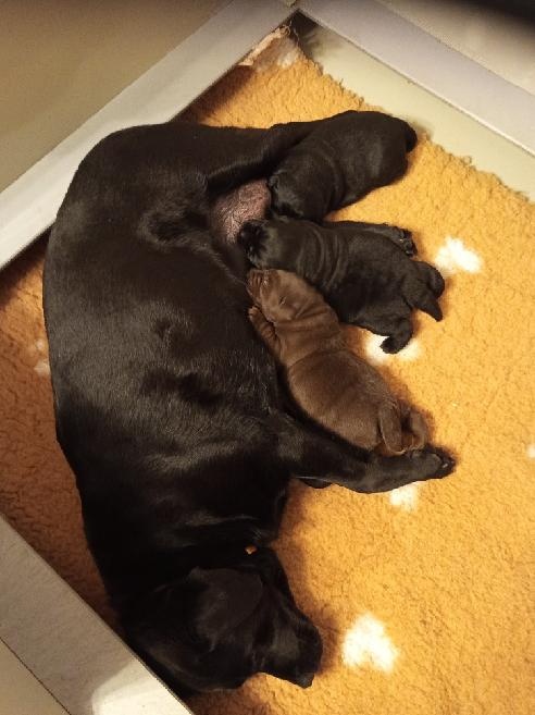 Labradorský retrívr - štěňátka