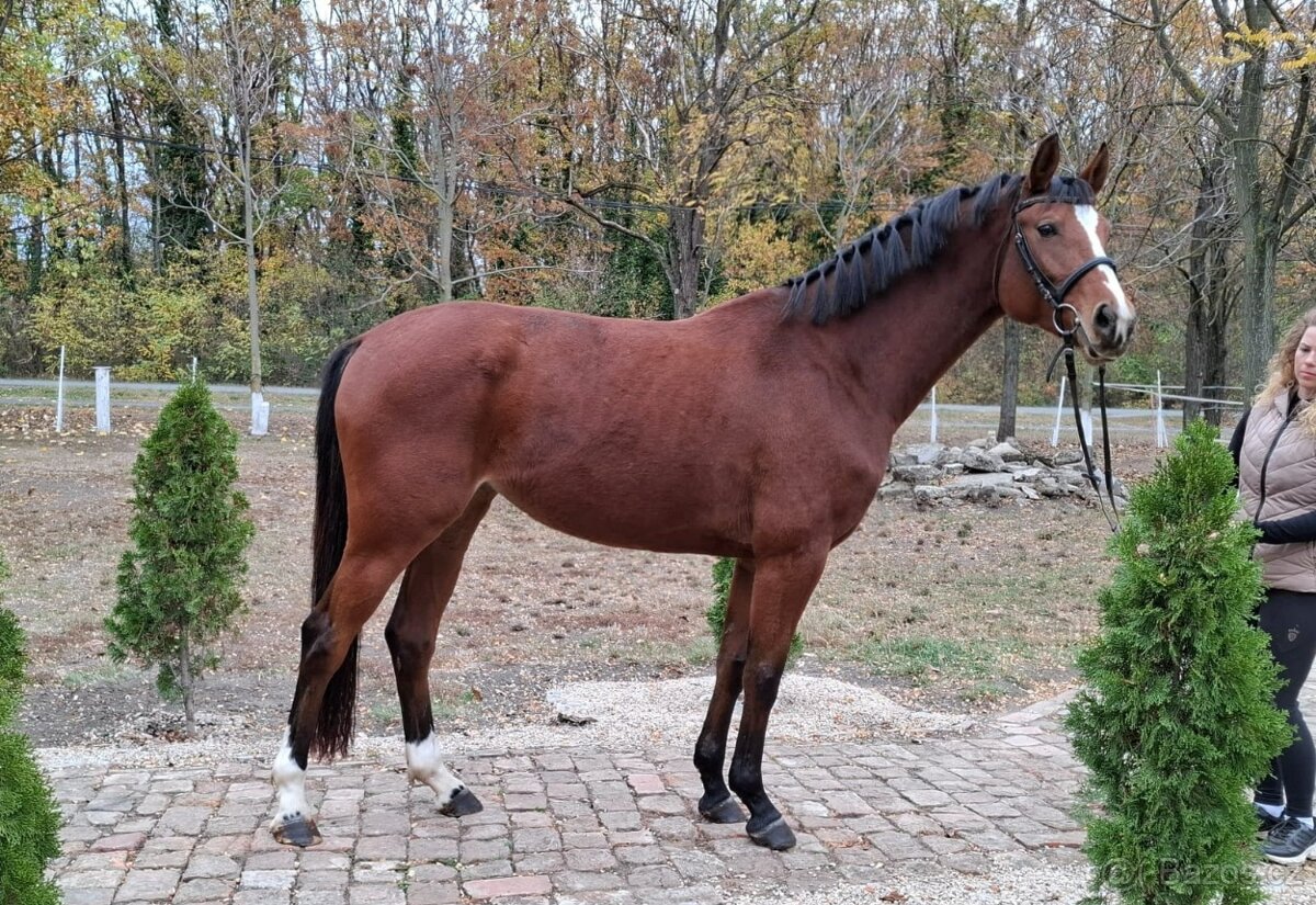 „Nacválaná parkurová klisna pro začátečníky.”