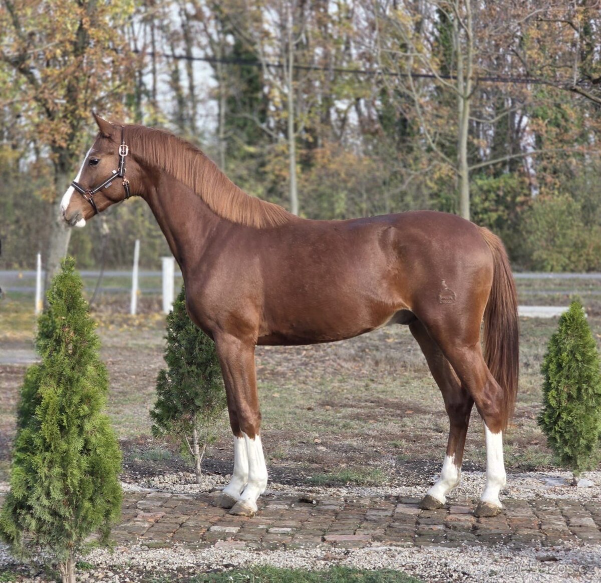 krásný mladý hřebec.