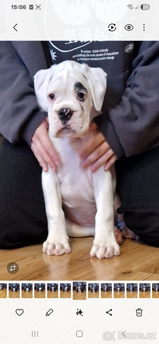 Nemecky boxer s pp - psík