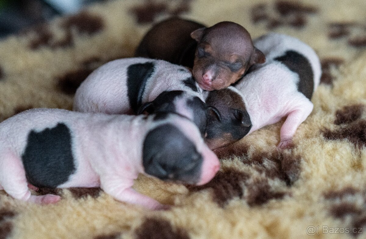 Americký bezsrstý teriér