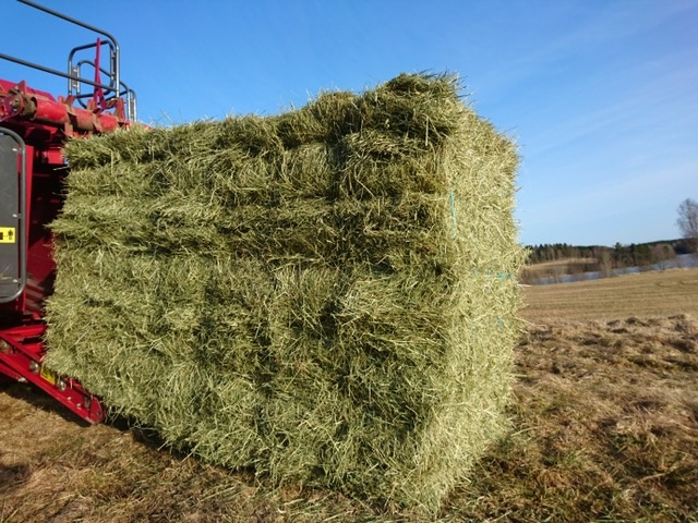 Seno - hranaté balíky, krásné, nezmoklé, první seč
