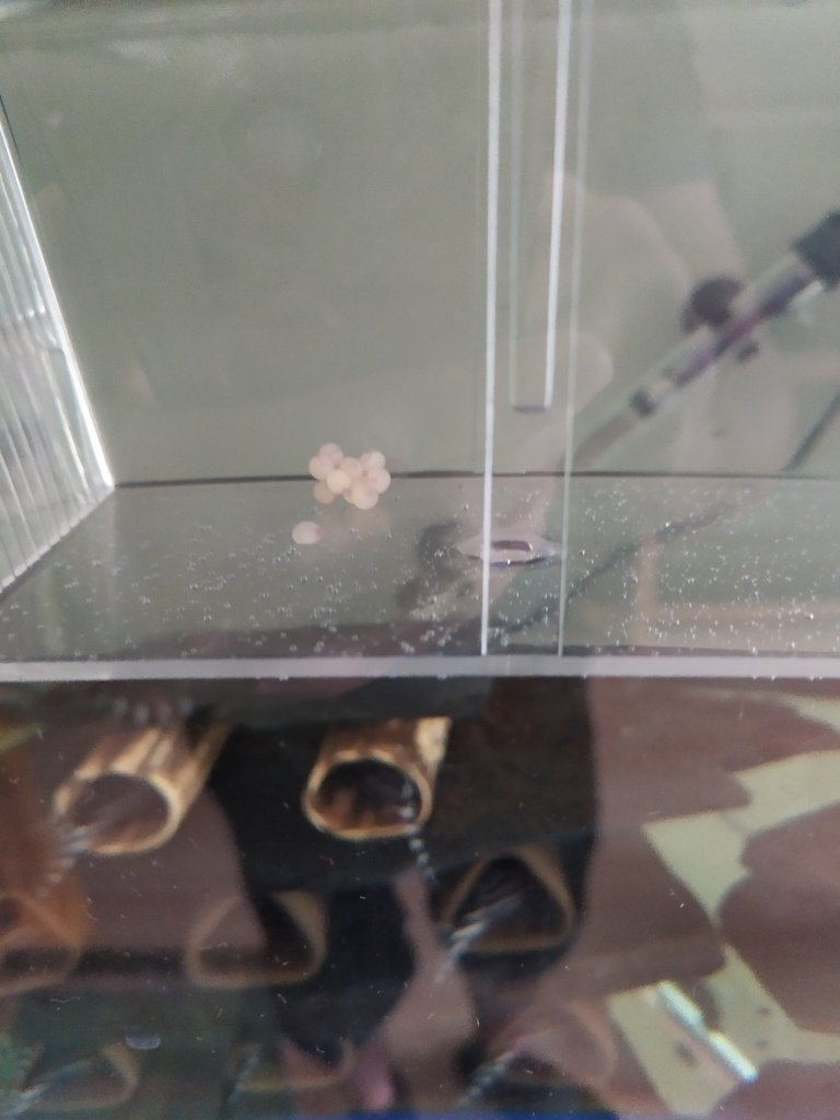 prodám L 046 Hypancistrus zebra