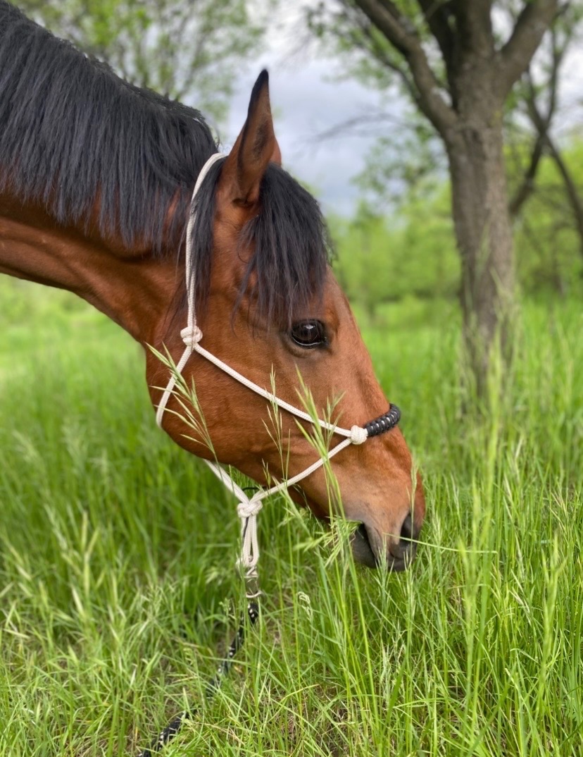 6ti lety valach spolecnik