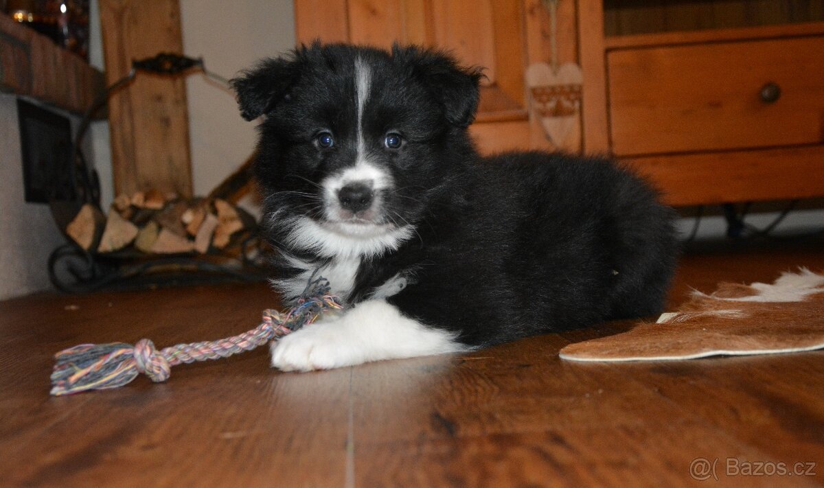 Border kolie fenka s PP