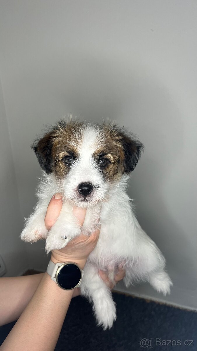 Jack Russell Terrier s PP