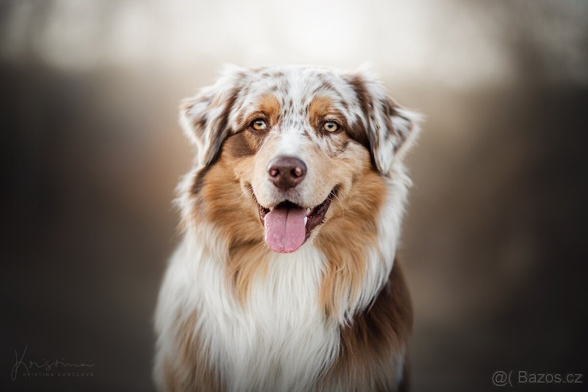 Krycí pes AUO Garry