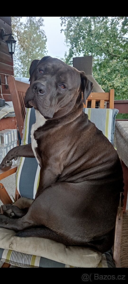 Hledáme domov pro am.bully xl