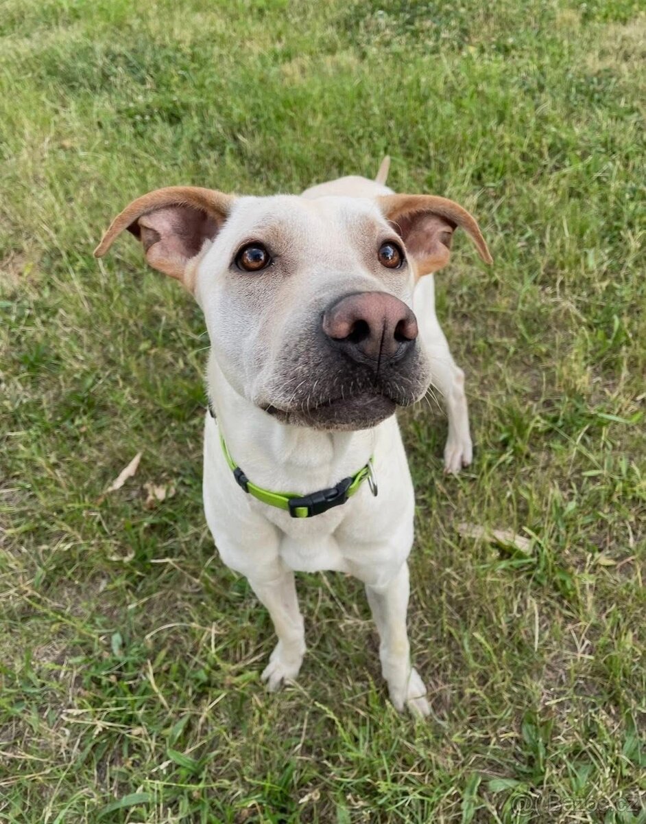 Daruji Pejska do dobrých rukou