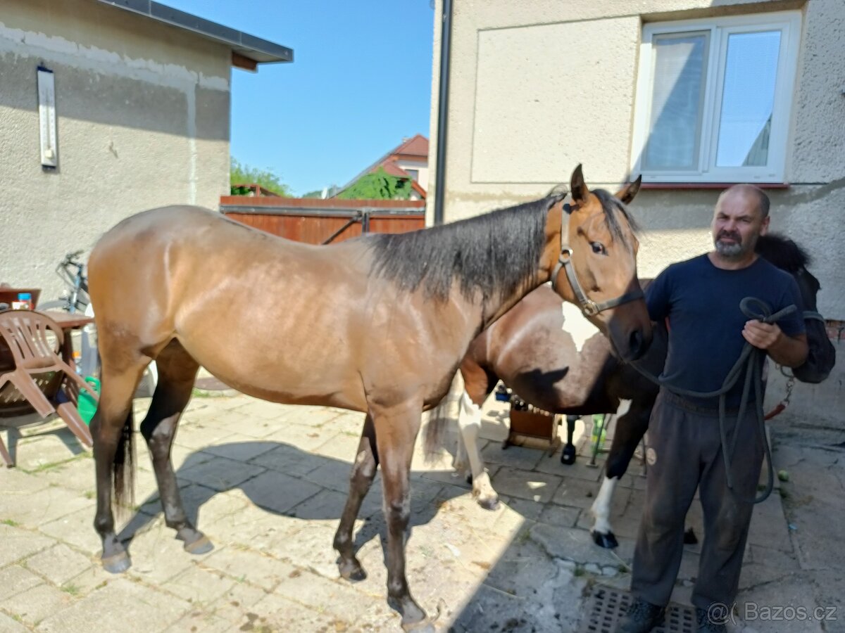 2 léta kobyla teplokrevník