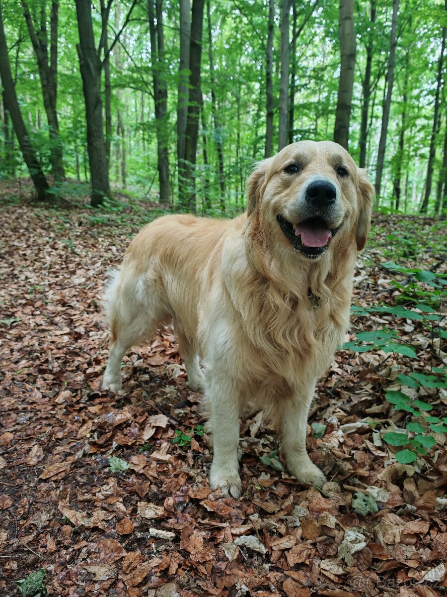 Zlatý retrívr ke krytí