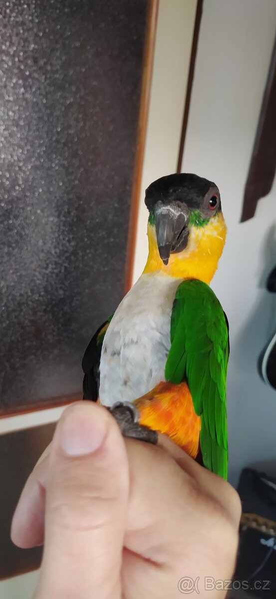 Amazonek černotemenný