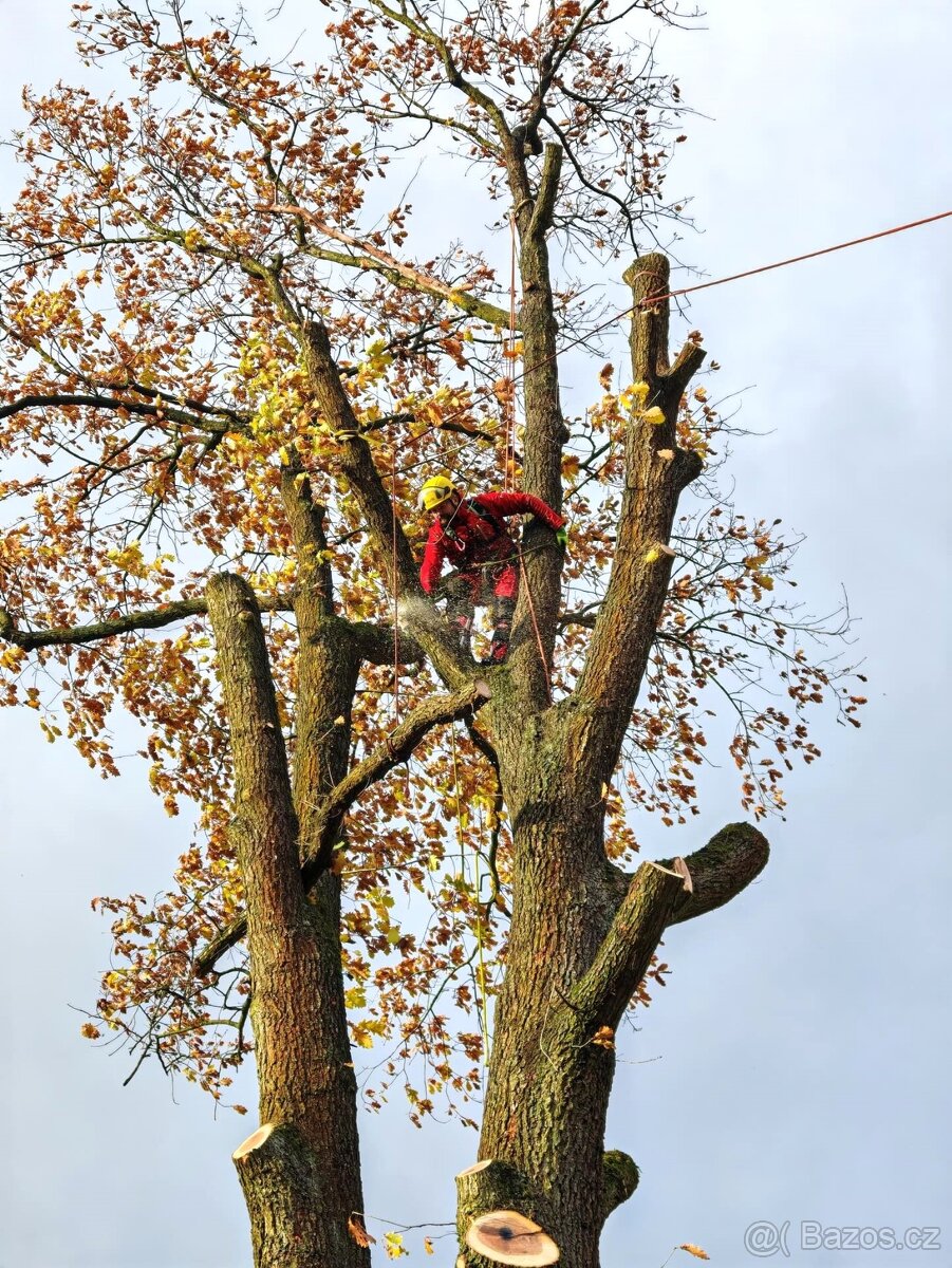 Rizikové kácení, ořezy stromů a údržba zahrad - HK kraj
