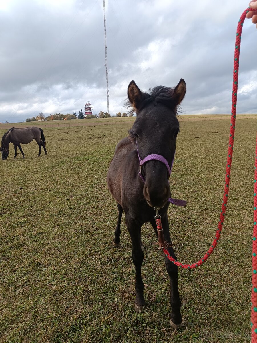 Hřebeček Huculského koně