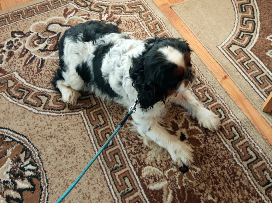 KAVALÍR KING CHARLES ŠPANĚL