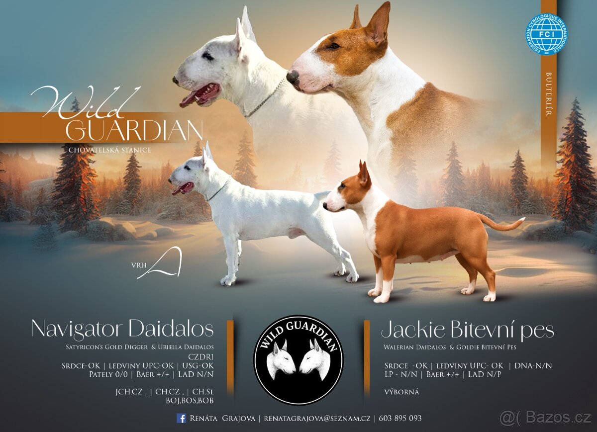 Anglicky Bulterier s PP