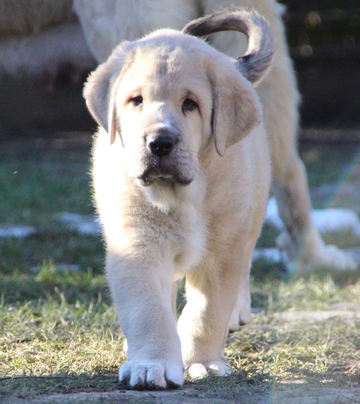 Španělský mastin s PP - pejsci