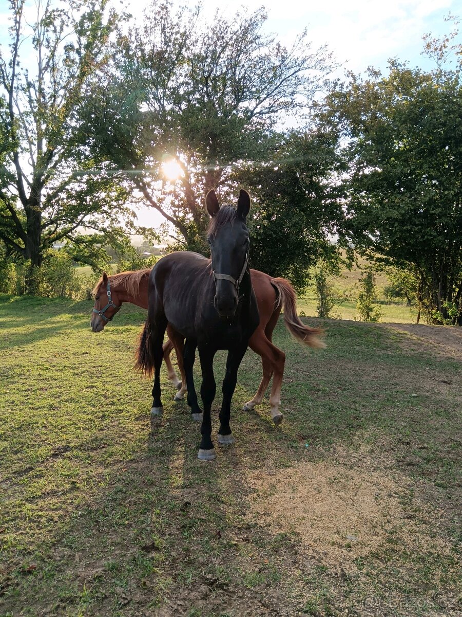 Starokladrubský kůň