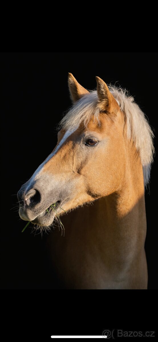 Nabízím lekce na koni