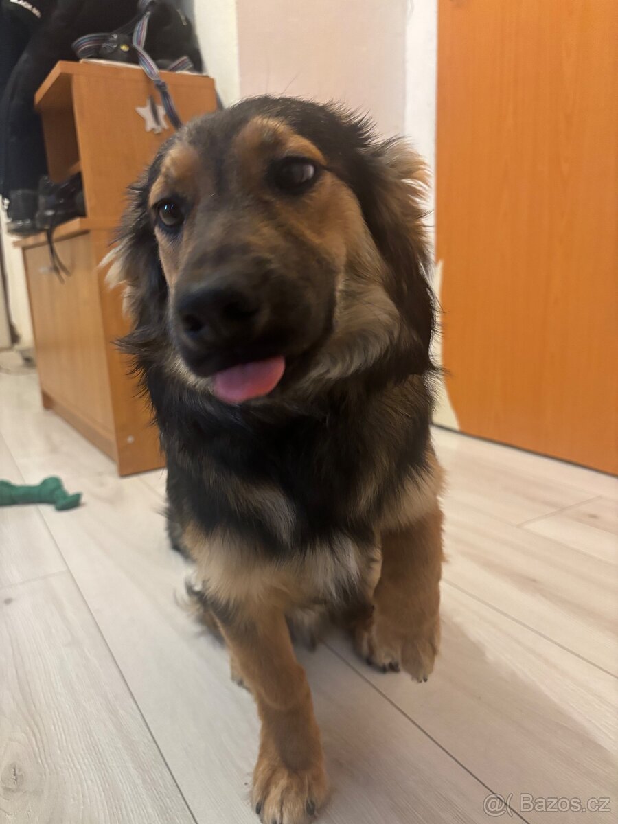 Německý ovčák/Corgi