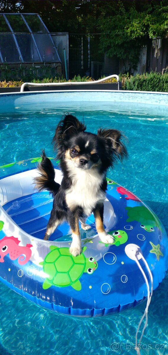 Nabízíme krytí - čivava