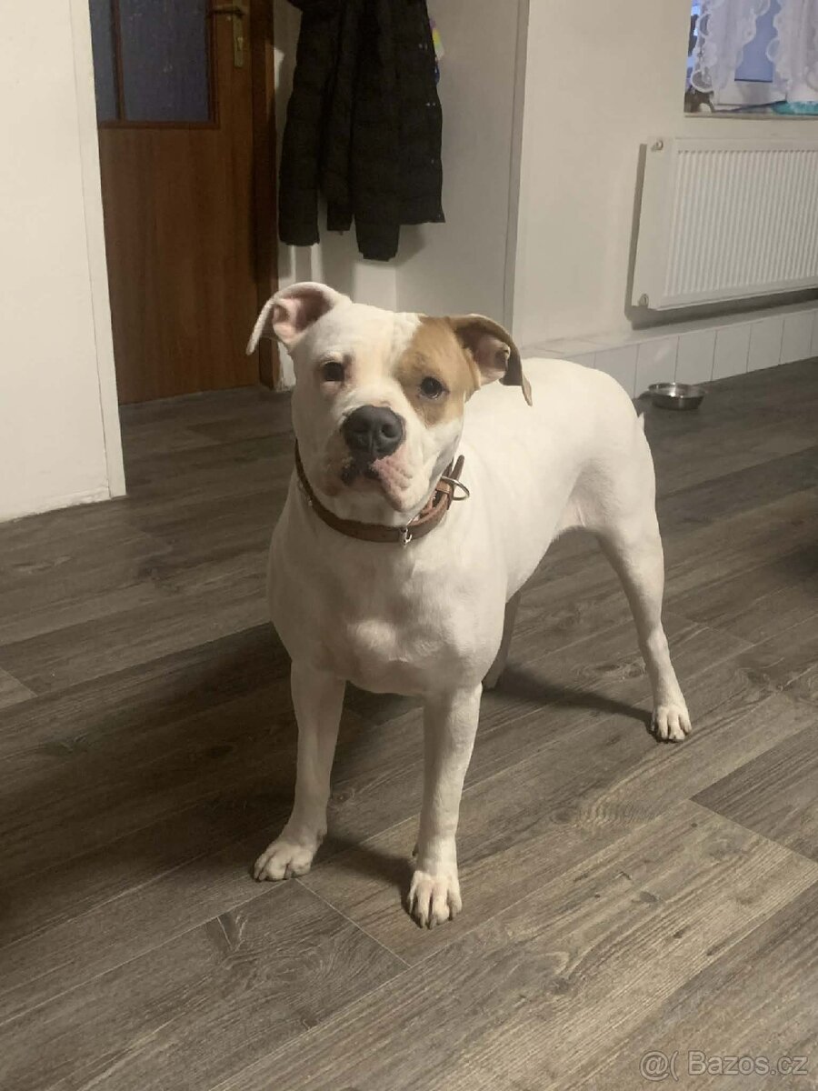 Americký pitbull