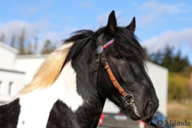 Připouštění hřebcem plemene norik