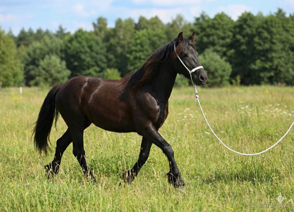 2letá klisna Fellského ponyho - sport, rekreace, vozatajství