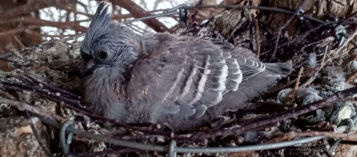 H.Chocholaty a h.divoka