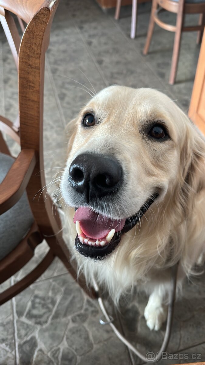 Zlatý retrívr ke krytí bez pp