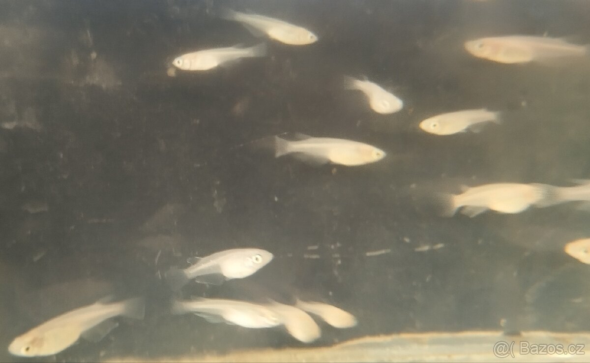 Medaka japonská