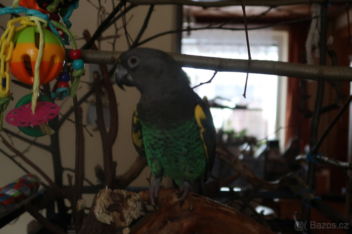 Prodám sameška papouška žlutotemenného