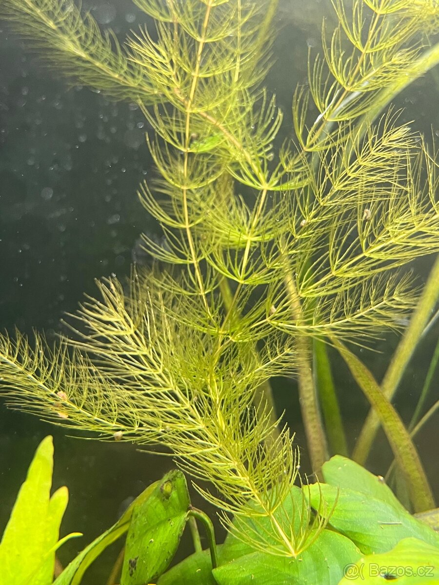 Růžkatec ponořený