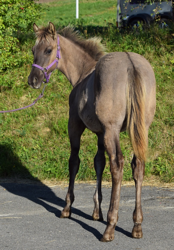 Exkluzivní Quarter horse kobylka
