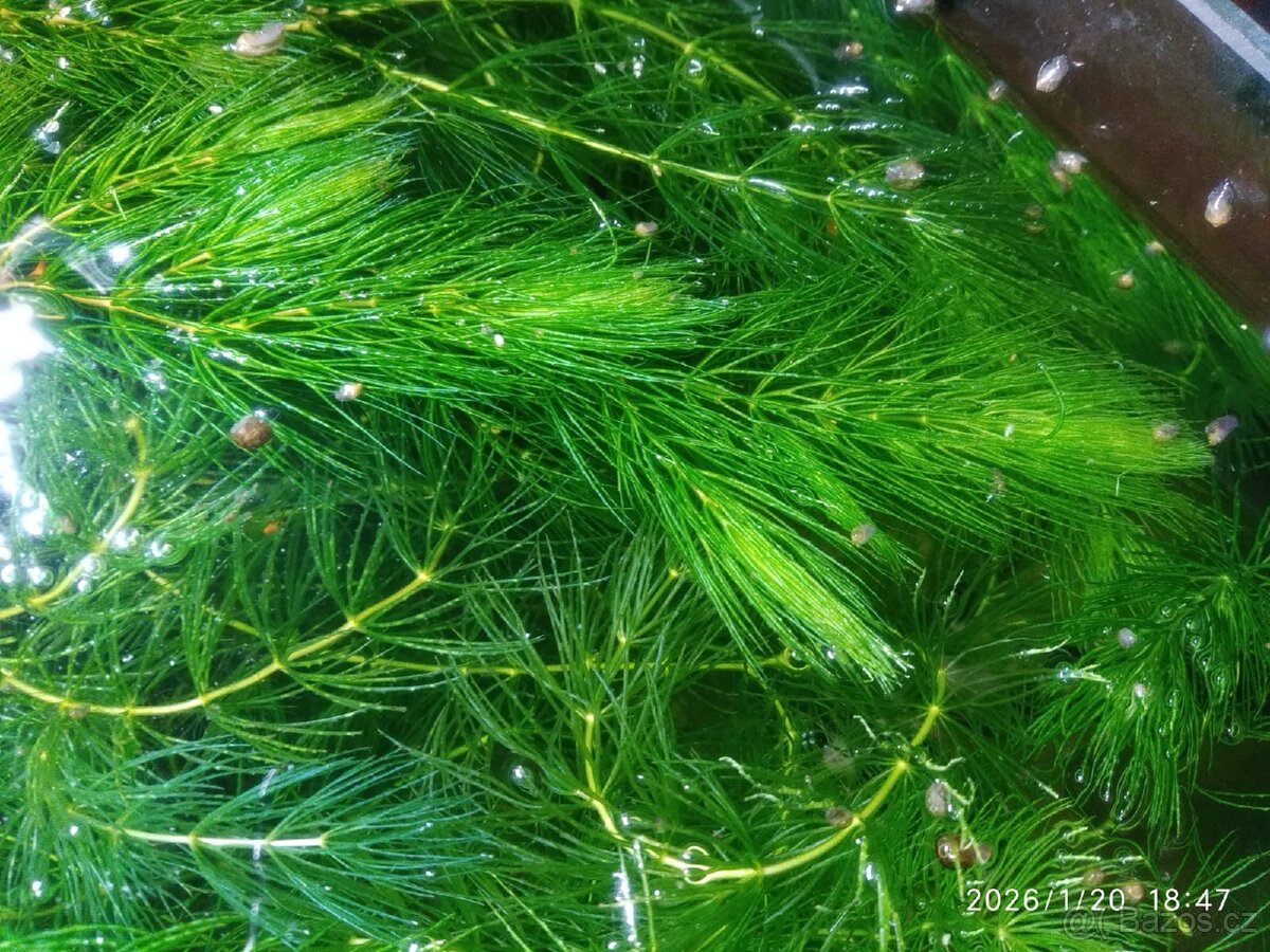 AKVARIJNÍ ROSTLINY -RŮŽKATEC