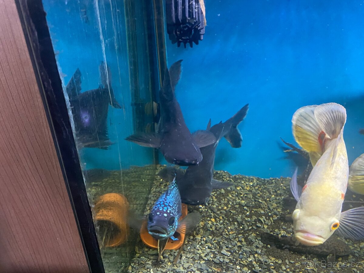 Pangas spodnooký neboli Sumeček žraločí