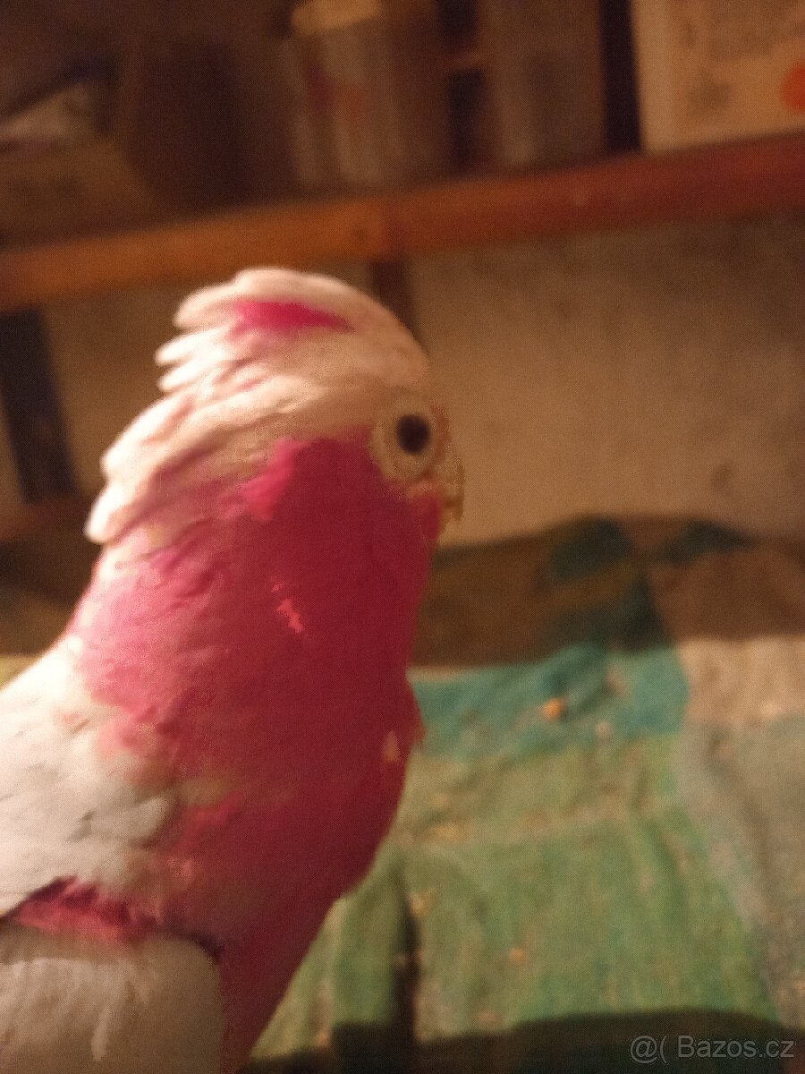 Ujmuse větších papoušků