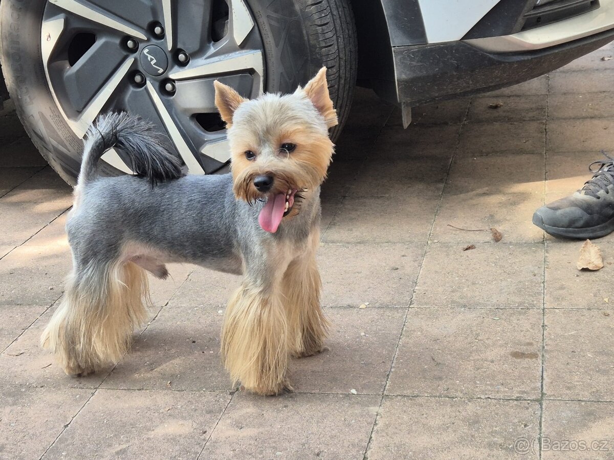 Jorkšírský teriér krytí